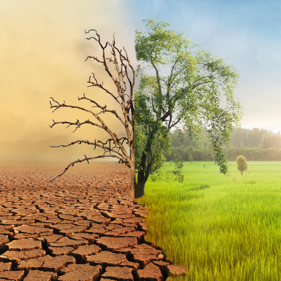 Cambiamenti climatici, le previsioni cupe del World Economic Forum: siccità, alluvioni, ondate di calore e 14 milioni di morti entro il 2050